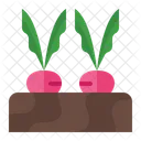 Beetroot  Icon