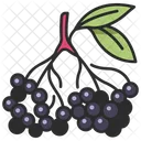 Berry  Icon