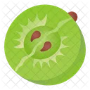 Berry Fruit Indian Gooseberry Icon