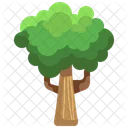 Big Tree  Icon