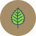 Birch  Icon