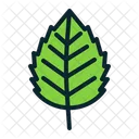 Birch  Icon