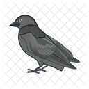 Bird Animal Pigeon Icon