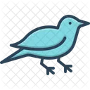 Bird  Icon