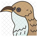 Bird Creeper Beak Icon