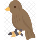 Birds  Icon