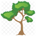 Bitter nut Hickory Tree  Icon