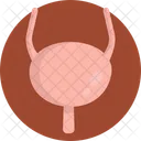 Bladder Organ Body Organ Icon