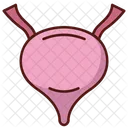 Bladder  Icon