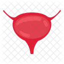 Bladder Internal Organ Organ Icon