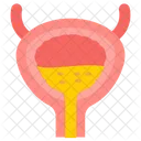 Bladder  Icon