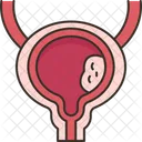 Bladder  Icon