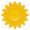 Bloom Daisy Harvest Flower Icon