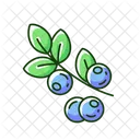 Blueberries  Icon