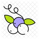 Blueberry Fruit  Icon