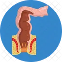 Body Organ  Icon