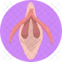 Body Organ  Icon