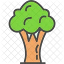 Broccoli  Icon