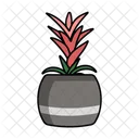 Bromeliads Bromeliad Dahlia Icon