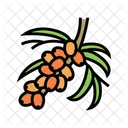 Buckthorn  Icon