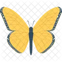 Butterfly  Icon