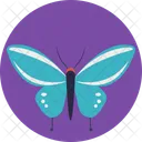 Butterfly Insect Blue Icon