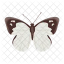 Butterfly  Icon