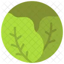 Cabbage  Icon