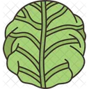 Cabbage Raw Agriculture Symbol