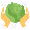 Cabbage  Icon