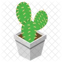 Cactus  Icon