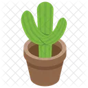 Cactus  Icono