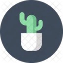 Cactus Decoracion Crecimiento Icono