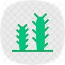 Cactus  Icon