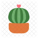 Cactus Planta Naturaleza Icono