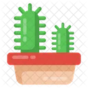 Cactus Plant  Icon