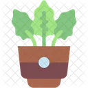 Calathea Plant Pot Home Decoration Icon