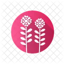 Candytuft  Icon