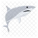 Carcharodon Carcharias White Shark Shark Fish Icon