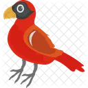 Cardinal Bird  Icon