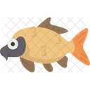 Carp  Icon