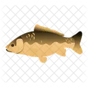 Carp Fish  Icon