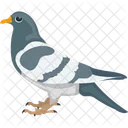 Cartoon Pigeon  Icon