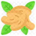 Cashew  Icon