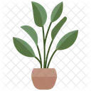 Cast Iron Plant Indoor Plants Icon