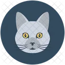 Cat Feline Coon Icon