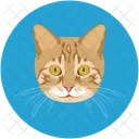 Cat  Icon