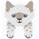 Cat Cat Face Pet Icon