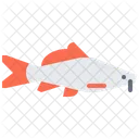 Catfish Orfe Fish Roach Fish Icon