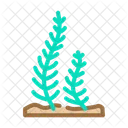 Caulerpa  Icon